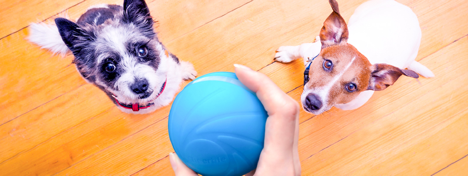 Wicked Ball is an interactive ball for pets
